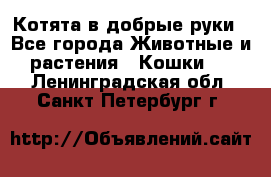 Котята в добрые руки - Все города Животные и растения » Кошки   . Ленинградская обл.,Санкт-Петербург г.